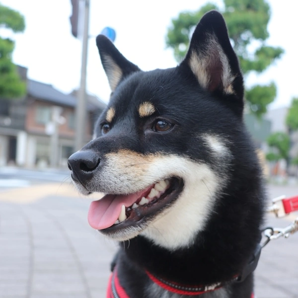Shiba Systems